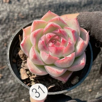 Съемка на 31-м, 10-19 5 см диаметра горшка