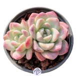 Сочные ледяные некваренные сочные растения Юньнана