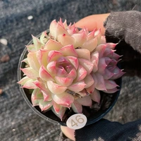 Фильм 46 Съемка 10-19 5 см. Диаметр горшка