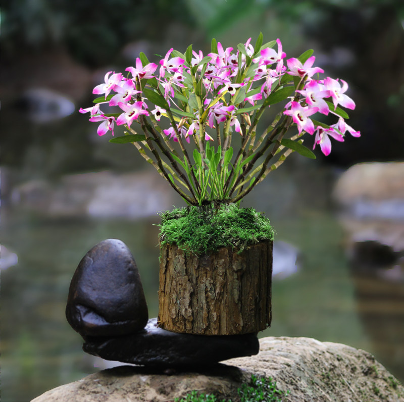 Red Water Golden Hairpin Dendrobium Fry Edible Bonsai Green Plant Flowers Outdoor Balcony Wooden Studs for good shipping