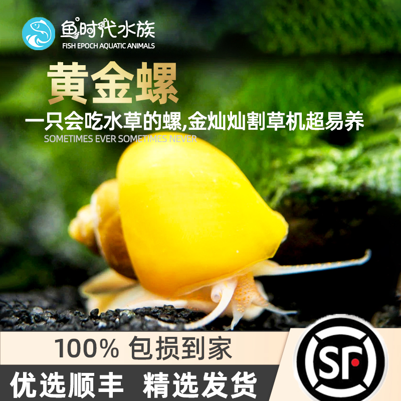 Gold Snail View Mystic Snail Shells Pet Golden Rabbit Snail Living Freshwater Clean Algae Removal tool snail