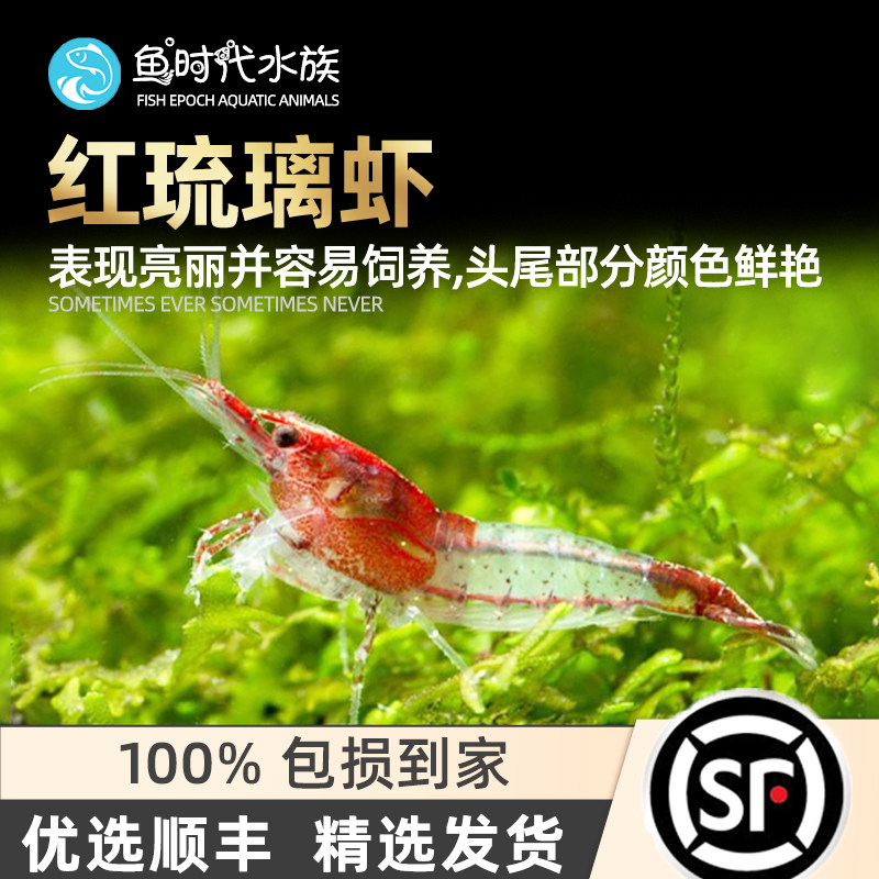 Red Grilled Shrimp aquarium aquarium cylinder dealgae pet living tropical freshwater viewing tool small rice shrimp