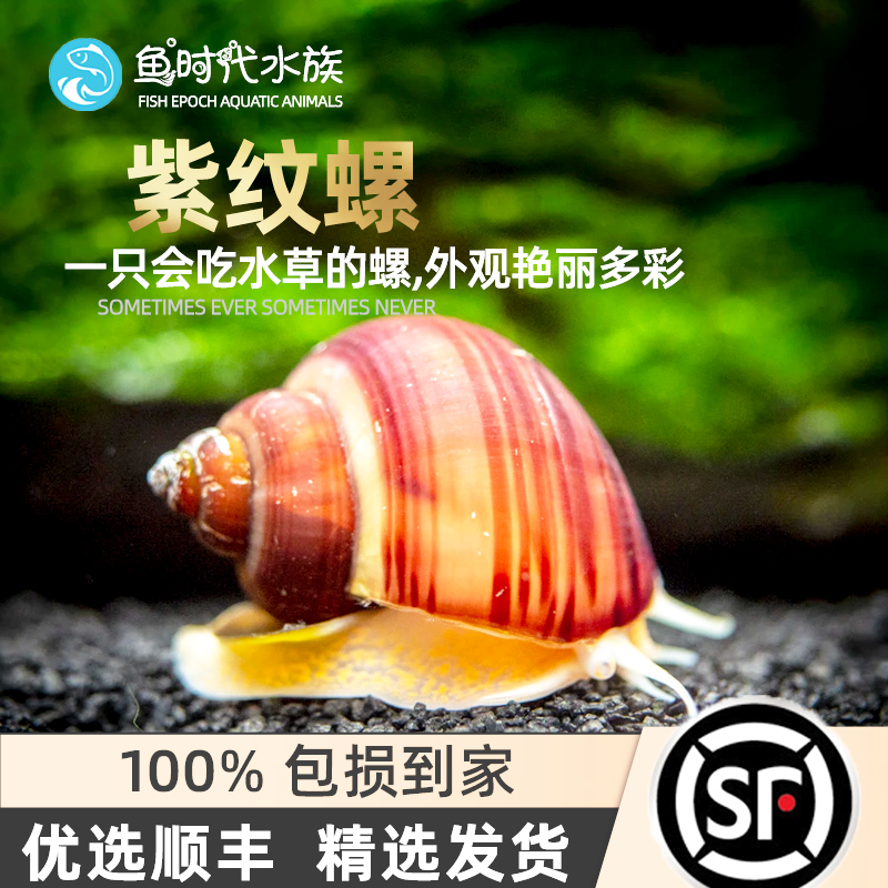 Purple Thread Snail Ornamental Pet Purple Coat Lily Snail Living Mystery Snail Fresh Water Ivory Snail Grass Cylinder Removal of Algae Tool Snail