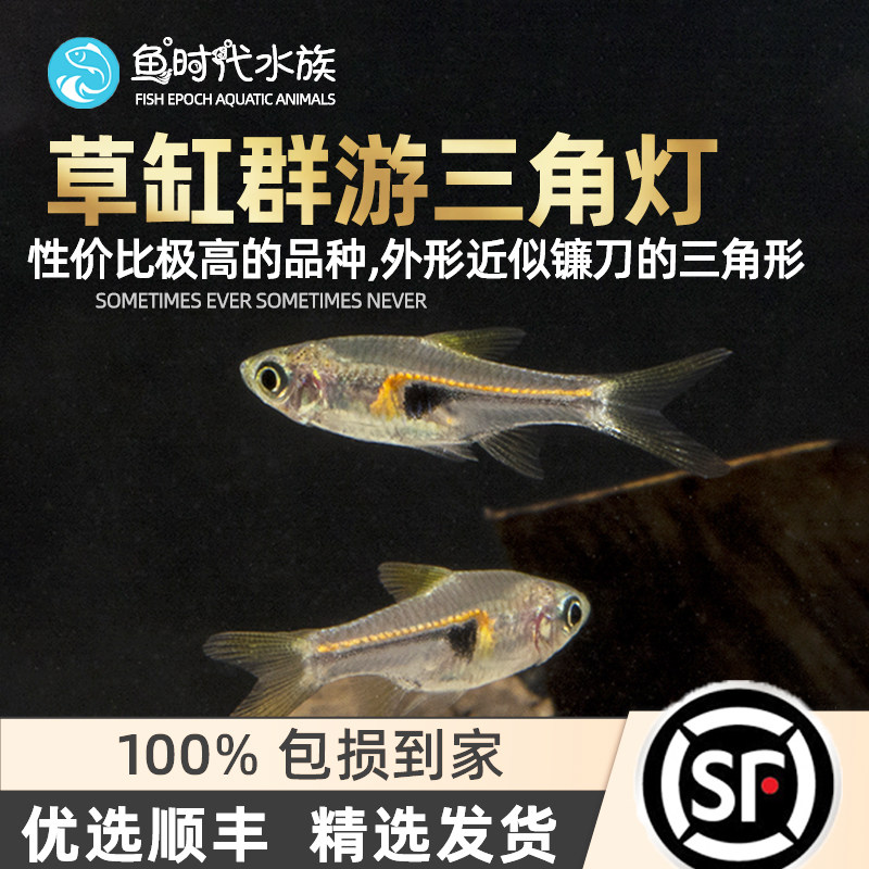 Golden Triangle Light Fish Small Ornamental Fish Size Triangle Purple Blue Triangle Light Water Grass Cylinder Group Tours Light Corfish Tropical Fish