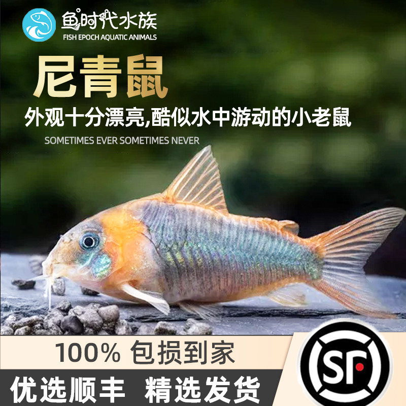 Nikki rat fish bottom fish cylinder fish clean feed residue green rat fish overturned the bottom of sand tropical fish living