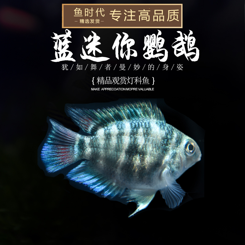 Fish Age] Mini Parrot Fish Taiwan Small Mini Parrot Platinum Blue Ornamental Fish Living Tropical Fish