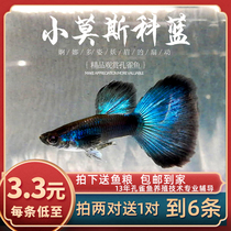  Fish era] Small ice blue guppy Small Ice Blue entry-level fan-tailed guppy small fish live fish