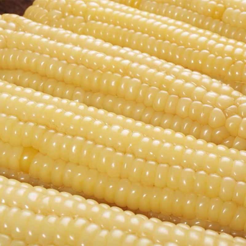 Northeast white corn fresh waxy corn 40 sticks of non-genetically modified fast food sweet, tender, sticky and fragrant breakfast cereals snacks batch
