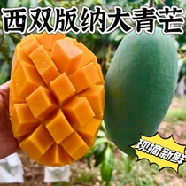 Authentic Daqing Mango Xishuangbanna Super Sweet Fresh Mango Vietnamese Fruit Seasonal Yunnan Tree Ripe Picked Now