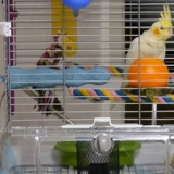 Hagen-Harry Parrot Стоящий стержень шлифовальный стержень гвозди шлифование рта матовая, бушуя маленькая средняя большая птичья продукция