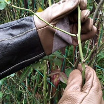 Peeling chestnut seed anti-prick gloves Gardening Pruning rose prick flowers Bee anti-prick gloves