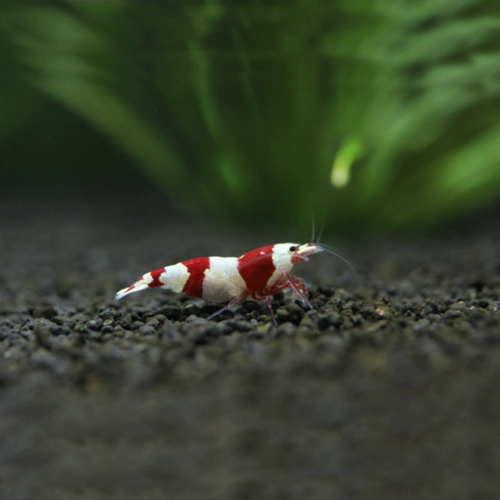 Румянец хрустальной креветки травяной бак смотри креветки креветки