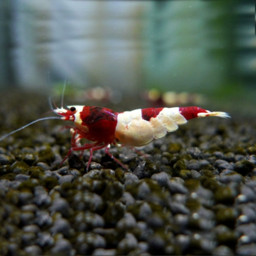 Румянец хрустальной креветки травяной бак смотри креветки креветки