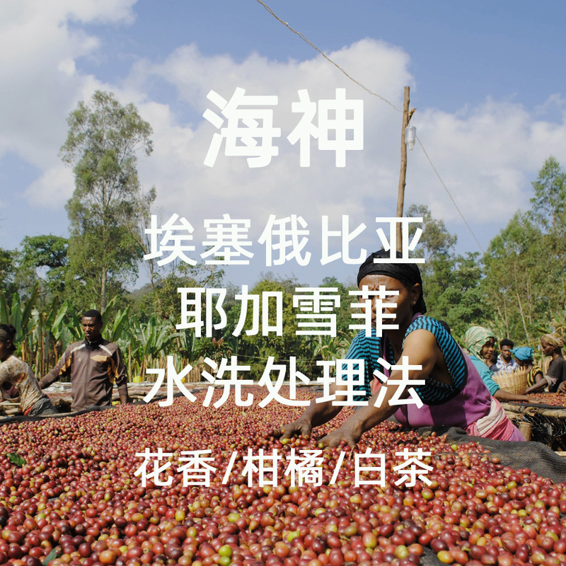 Micro Ink Single Origin Coffee Ethiopia Yirgacheffe Poseidon Washed Process G1 200g Hand Brew