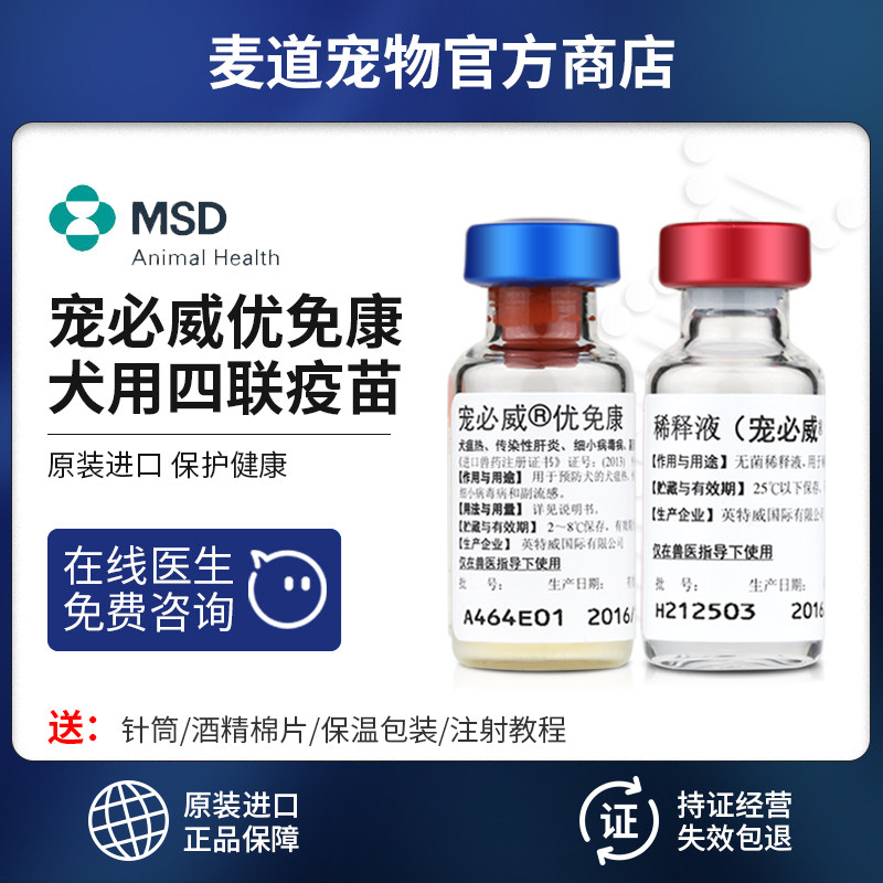 Dutch Intway Four United Live Vaccine Spooky Free Con 4 United Imported Puppies Pet Dogs with Merchon