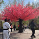 Simulated cherry blossom tree, indoor large green plant landscaping, peach blossom tree, wishing tree, hotel, restaurant, internet celebrity decorative tree