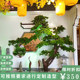 Artificial Pine Tree Large Indoor Floor-Standing Decoration Thuja Cembra, Thuja Orientalis, Beauty Pine, Landscaping Fake Tree, Welcoming Pine Bonsai