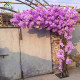 Purple Multi-Layer Cherry Blossom Tree Fake Tree Indoor Floor Decoration Landscape Tree Blue Flower Tree Outdoor Landscaping Artificial Tree