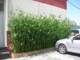Artificial Bamboo Fake Bamboo Decorative Partition Screen Green Plant Landscaping Indoor Living Room Decoration Plastic Bamboo Moso Bamboo