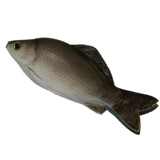 Реалистичные морские рыбки с животными для детского сада, обучение