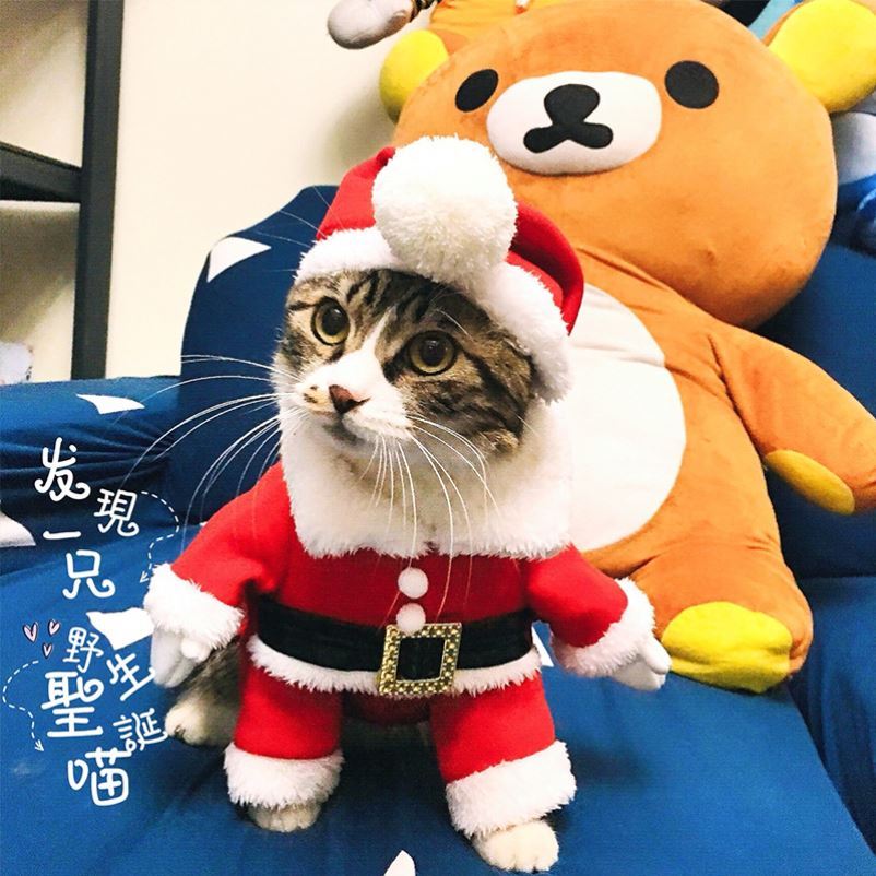 Pets kitty Christmas decorations Christmas clothes Cat Pooch clothing autumn and winter 2021 small dogs Winter New Year