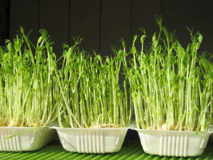 炒豆苗容易發黑 多加一步 口感清新爽脆 淘寶海外