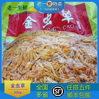 Old One is selling fresh Cordyceps flower, Cordyceps militaris and Cordyceps gold fresh spore foot 500g