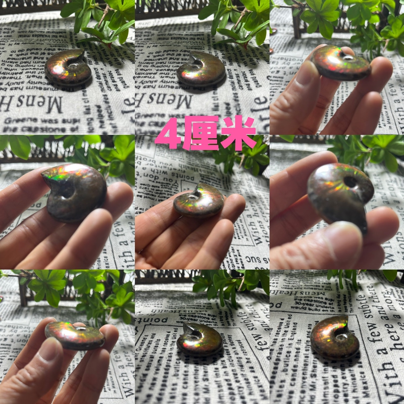 Ancient Biological Fossil of Colorful Snail