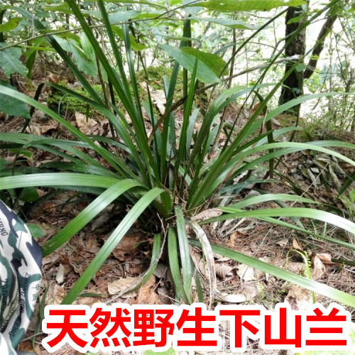 秦岭 下山兰 野生 春兰惠兰 兰花植物苗  论斤卖盆栽盆景绿植