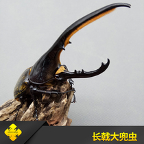 Halberd Big Pocket worm DHH DHO DHS DHP DHT DHE Adult Larva Quadrupedal insect industry-Beetle Pet