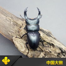Chinese Big Spade (Chinese Big Spade) Adult Larva Square insect industry-Beetle pet