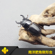 Nanyang fat horn shovel worm Adult larva Square insect industry-beetle Pet novice Suitable for a bottle in the end