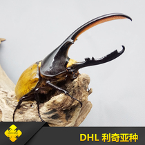 Halberdia Grandiflora DHL (offspring of PSK Titan lineage Leach subspecies)Larval tetragonal insect industry-Beetle pet