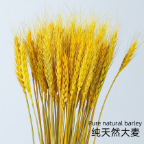 Flower packaging natural golden barley wheat ear dried flower opening flower basket accessories big flower Flower Flower Flower material