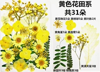 Ярко -желтый цветочный поле