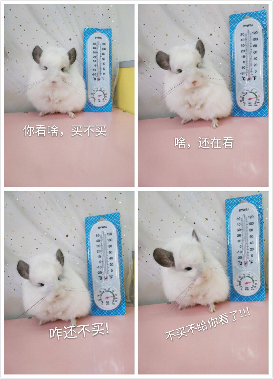 Dragon cat pet electronic temperature hygrometer LCD raised dragon cat rabbit hedgehog stocked