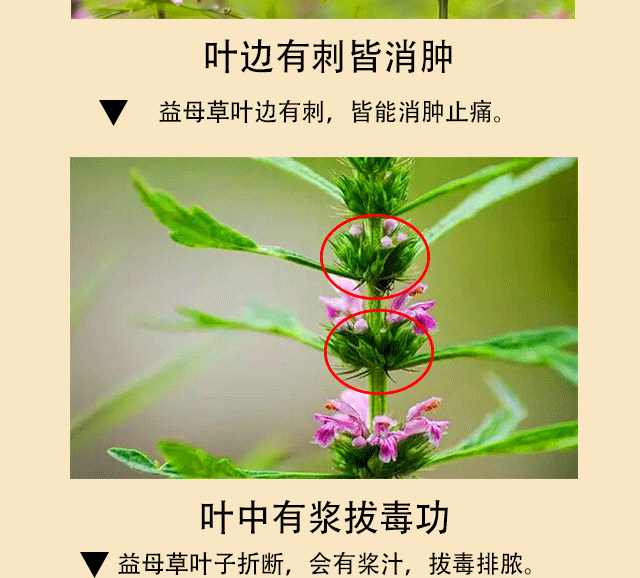 Tinh dầu thiên nhiên nguyên chất cây mẹ dầu trị thấp khớp xương đau khớp đốt sống cổ đau thắt lưng Hongyao dầu thuốc 3 chai - Tinh dầu điều trị tinh dầu hoa anh đào