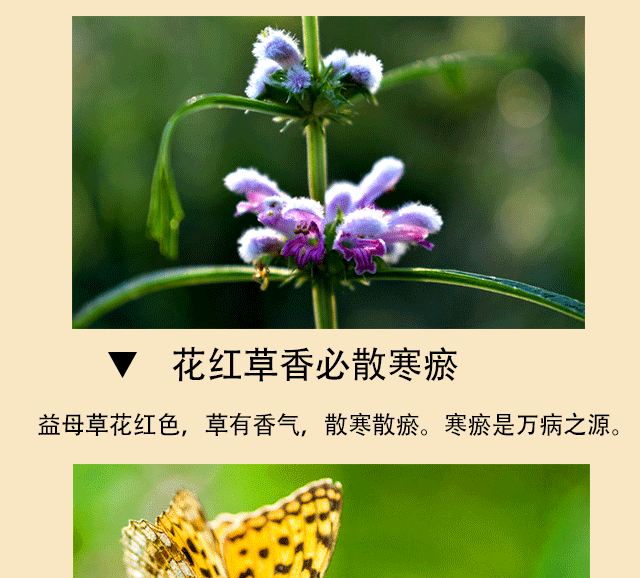 Tinh dầu thiên nhiên nguyên chất cây mẹ dầu trị thấp khớp xương đau khớp đốt sống cổ đau thắt lưng Hongyao dầu thuốc 3 chai - Tinh dầu điều trị tinh dầu hoa anh đào