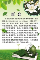 709 home poster board printed sticker material 875 plant knowledge Lily introduction