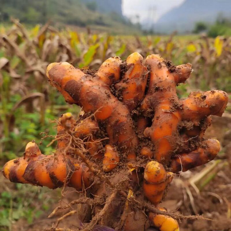 Fresh Turmeric from Guangxi, Postpartum Turmeric, Five-Color Glutinous Rice Dyed with Turmeric, Thai Yellow Ginger, Red Ginger Chicken Soup Special