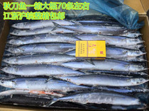 Fresh frozen saury saury gross weight 20kg box barbecue ingredients Jiangsu Zhejiang Shanghai and Anhui