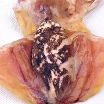 Agricultural products seafood dried goods fishermens own drying Fujian Nanri Island light-dried cuttlefish dried eyefish dried ink-dried cuttlefish dried squid