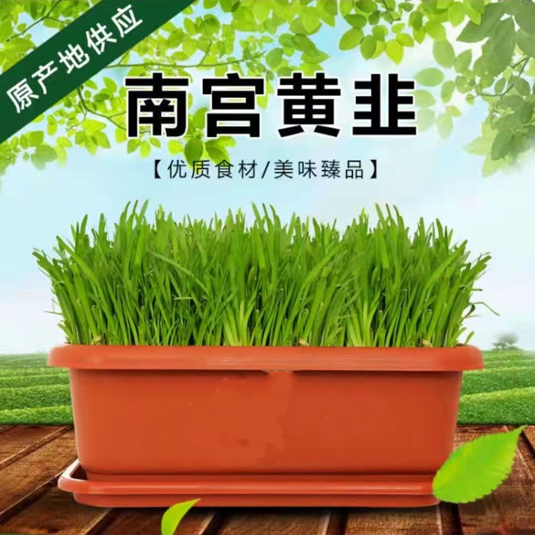 南宫韭菜之乡