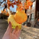 Желтые листья красочная кошка