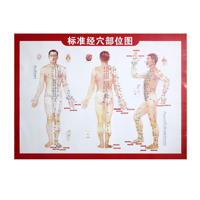 Standard Meridians Acupoints Map of the Acupuncture Point of the Acupuncture Point