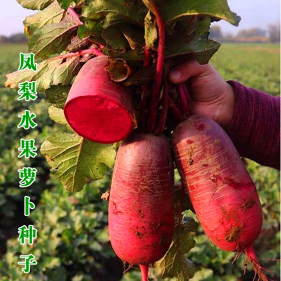 Pineapple radish seeds fruit radish seeds purple red heart crisp sweet sand nest radish four seasons vegetable high yield