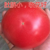 Семена семян томатов томатные семян Большой фрукты розовый холод -устойчивый