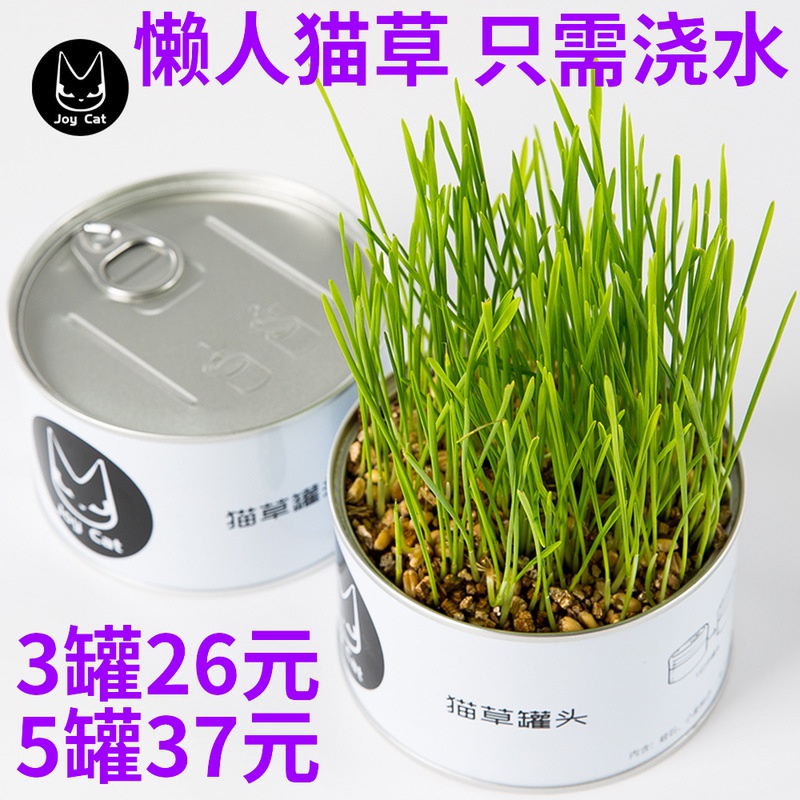 Cat grass canned joycat lazy hydroponic potted catnip seed planting pot Bohe hairy soil has been planted