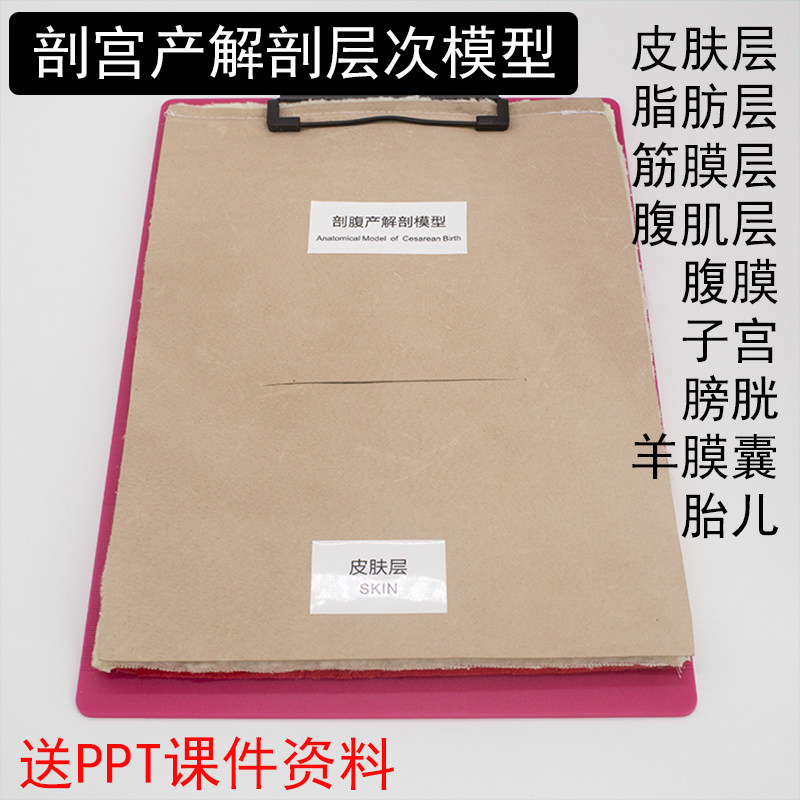 剖宫产解剖模型妇产科教学用缝合示教模型医学教育结构教具
