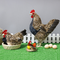 Simulation chicken model rooster specimen hen ornament Supermarket decoration props chicken laying eggs chicken toy hen ornament